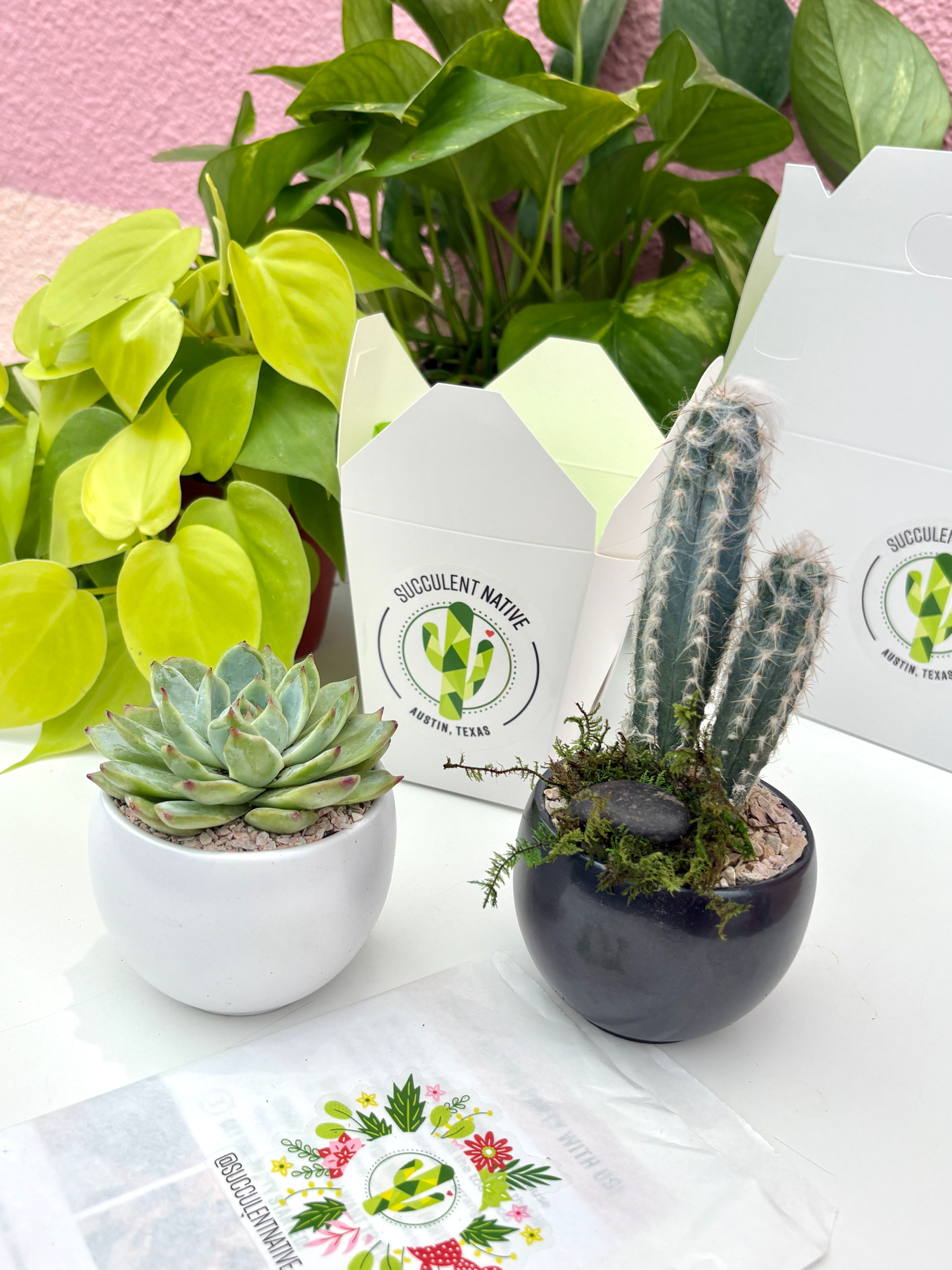 Single Succulent or Cactus