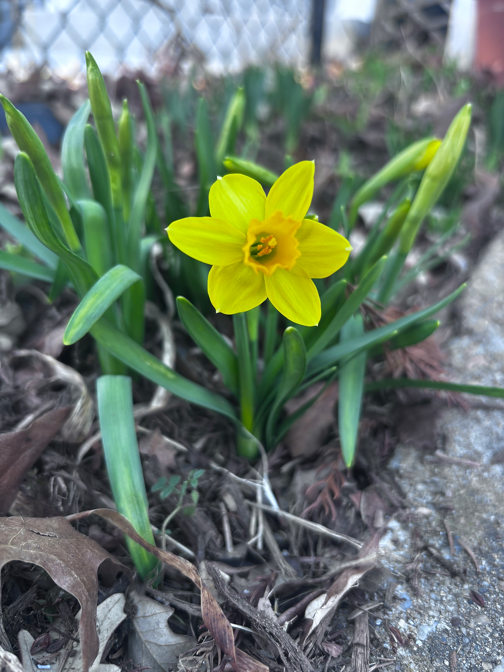 Lessons from the Garden for Values-Aligned AI Use