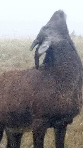 Photo of one mountain goat in the Badlands, South Dakota