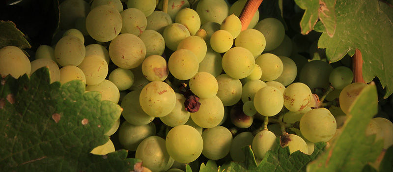 Uvas