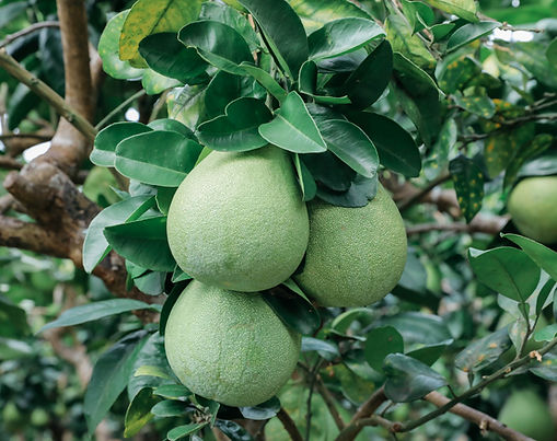 Pomelo Picking