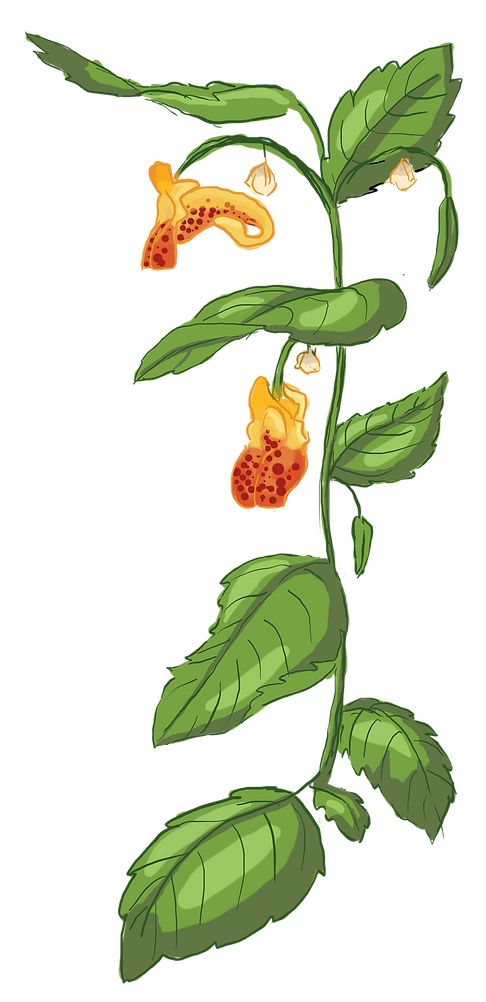jewel weed ff.png