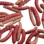 Gusano Rojo de Maguey (Chinicuiles)