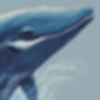A realistic but deep blue whale swimming in the water, head pointing to surface, a friendl