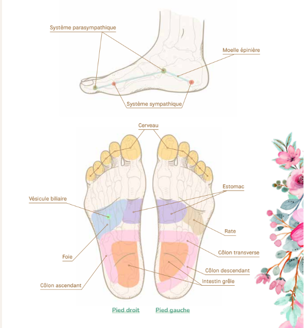 livre reflexologie plantaire Carmen TANGUY