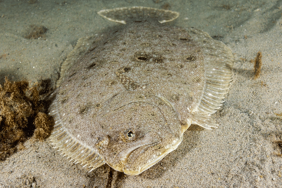 Fluke camouflaging on the ocean floor