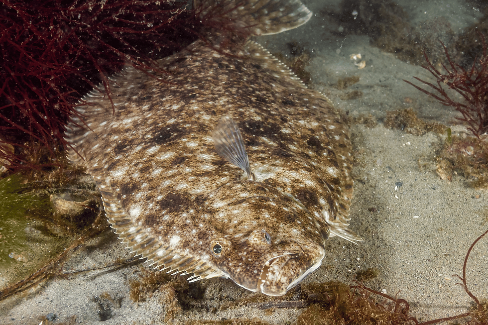 Fluke swimming at the bottom of the sea