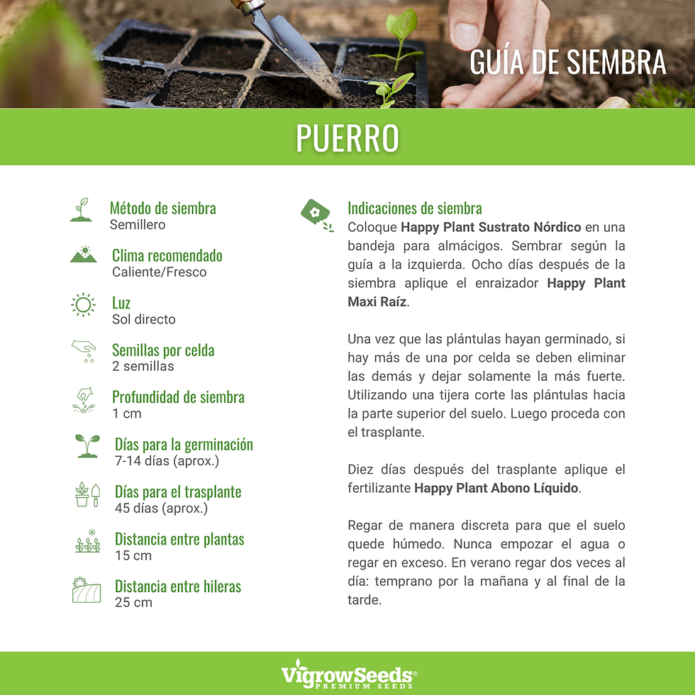 Miniatura: Vigrow Seeds Puerro