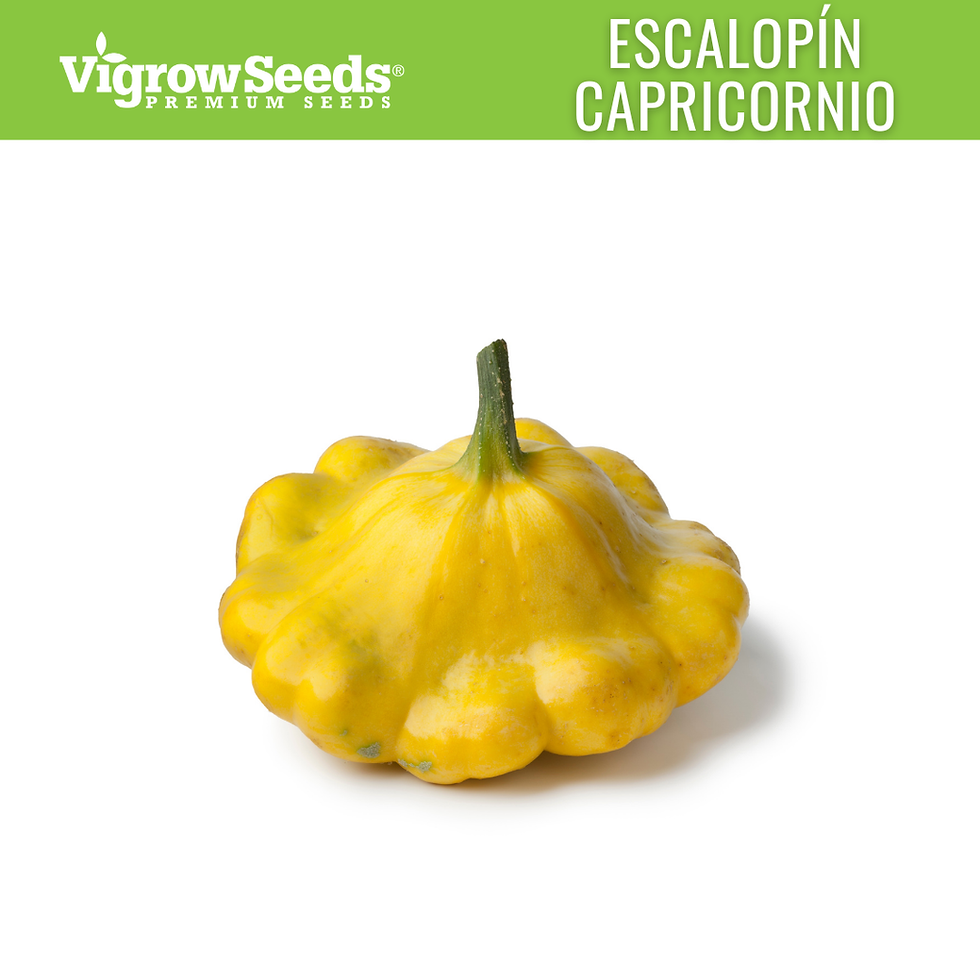Miniatura: Vigrow Seeds Escalopín Capricornio
