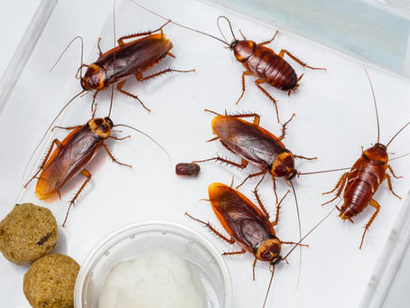 Cucarachas: control y prevención