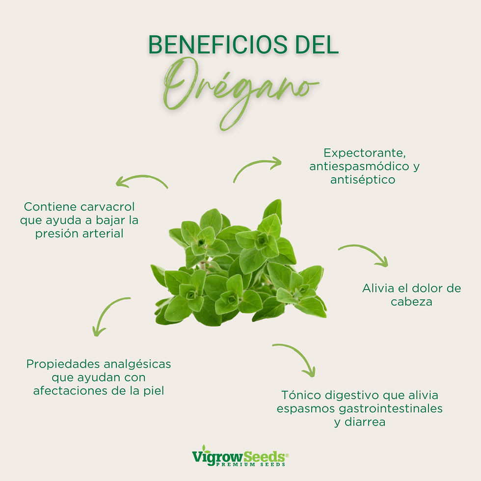 Miniatura: Vigrow Seeds Orégano