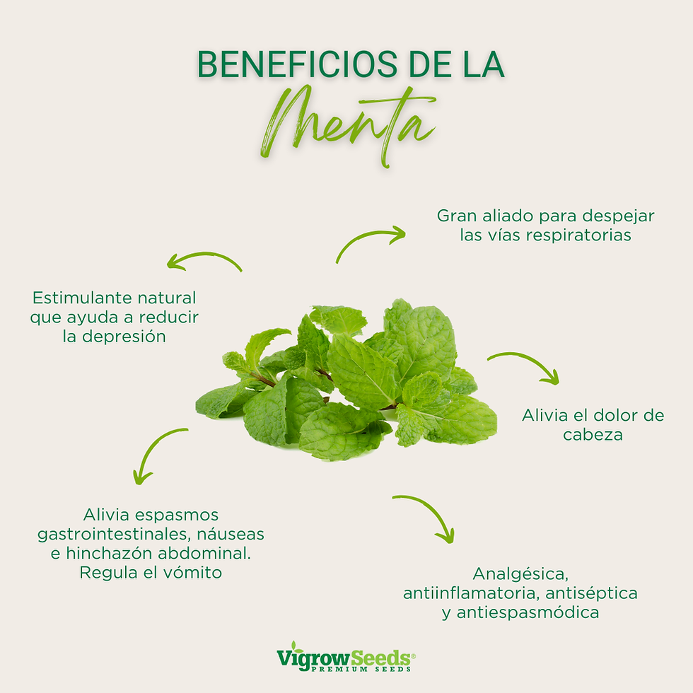 Miniatura: Vigrow Seeds Menta