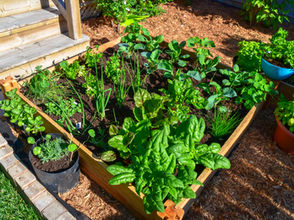 Plantas acompañantes en la huerta