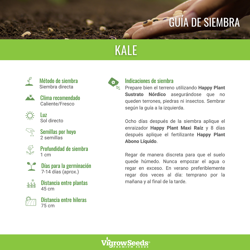 Miniatura: Vigrow Seeds Kale