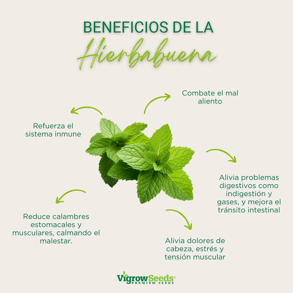 Miniatura: Vigrow Seeds Hierbabuena