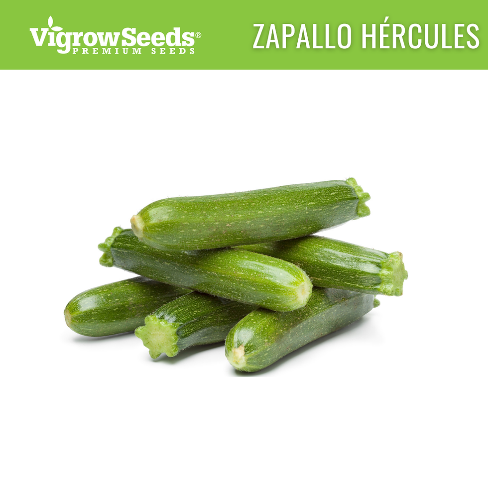 Miniatura: Vigrow Seeds Zapallo Hércules