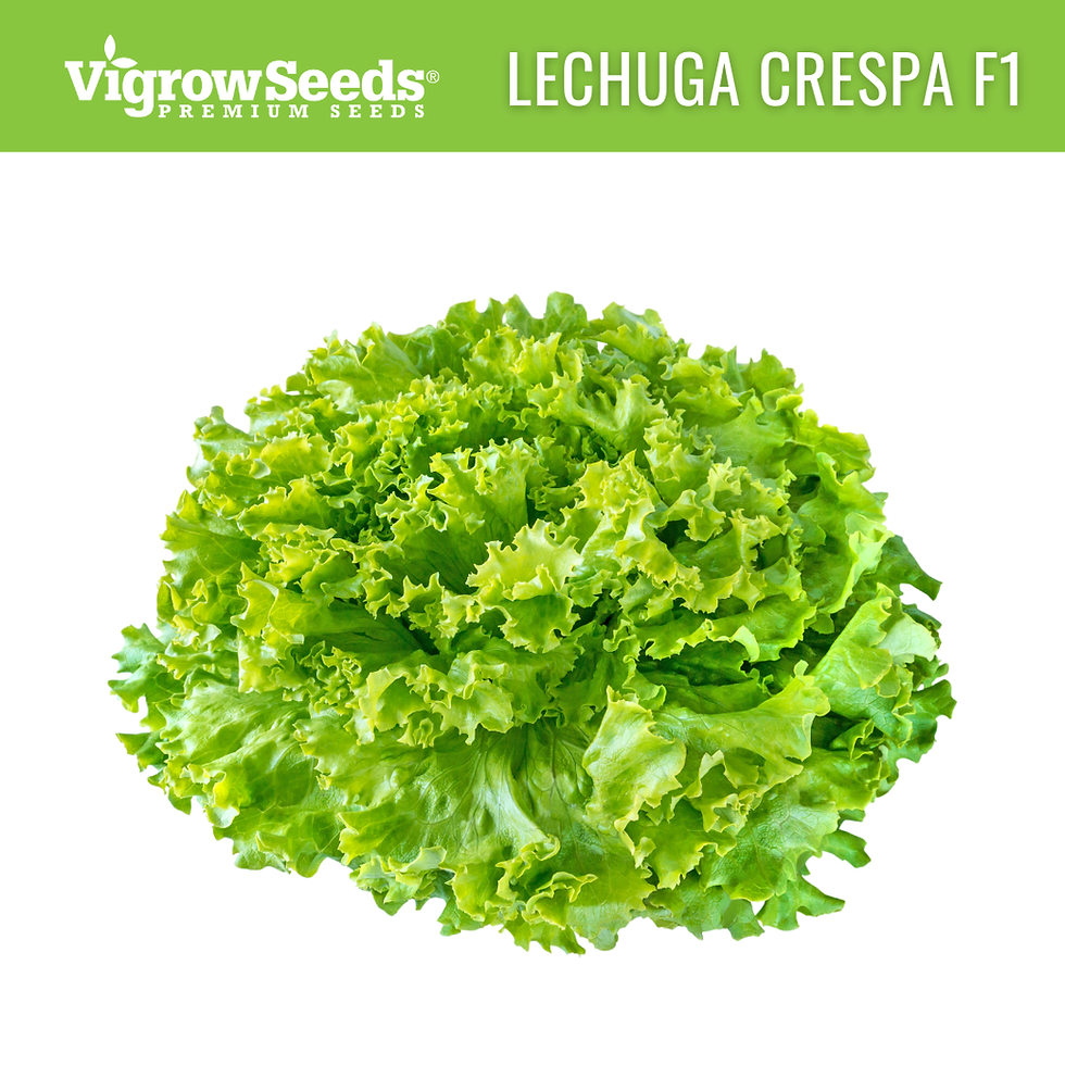 Miniatura: Vigrow Seeds Lechuga Crespa F1