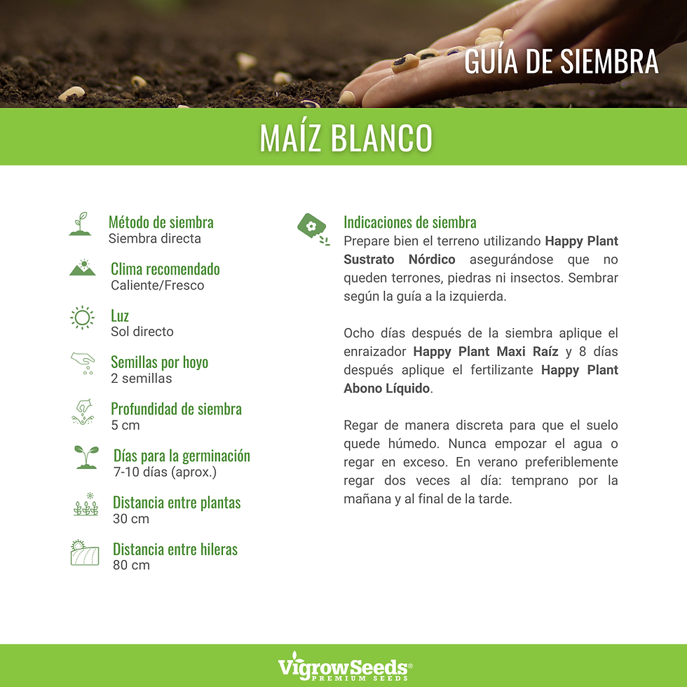 Miniatura: Vigrow Seeds Maíz Blanco