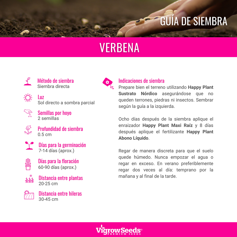 Miniatura: Vigrow Seeds Verbena Mixto
