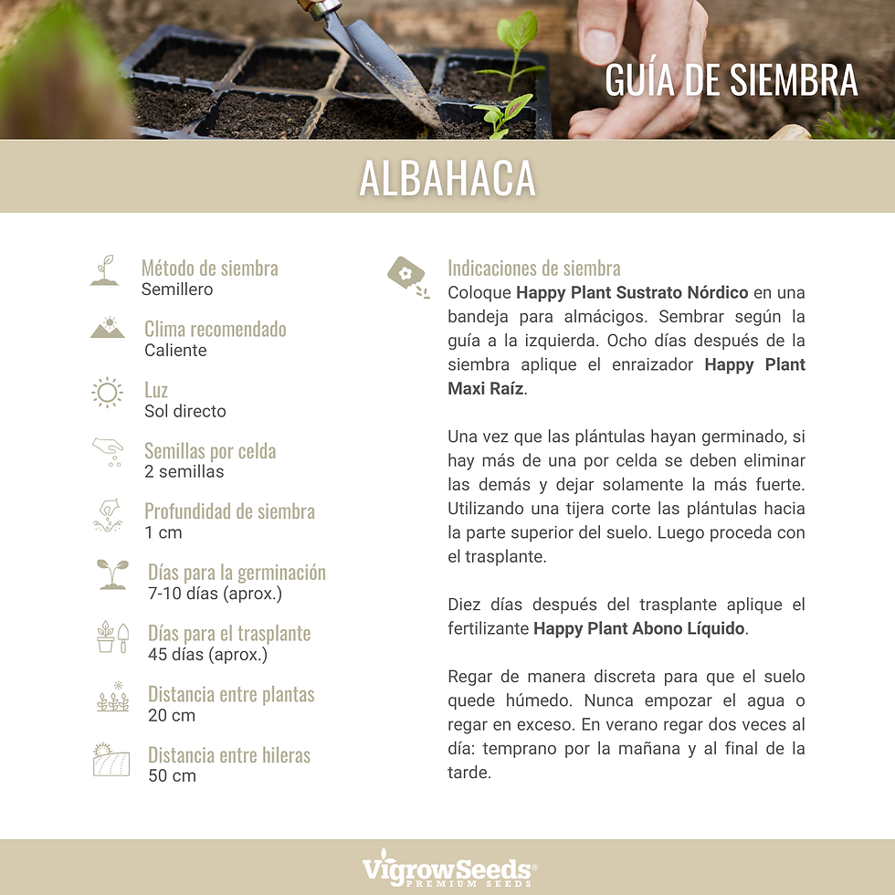 Miniatura: Vigrow Seeds Albahaca