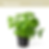 Miniatura: Vigrow Seeds Albahaca