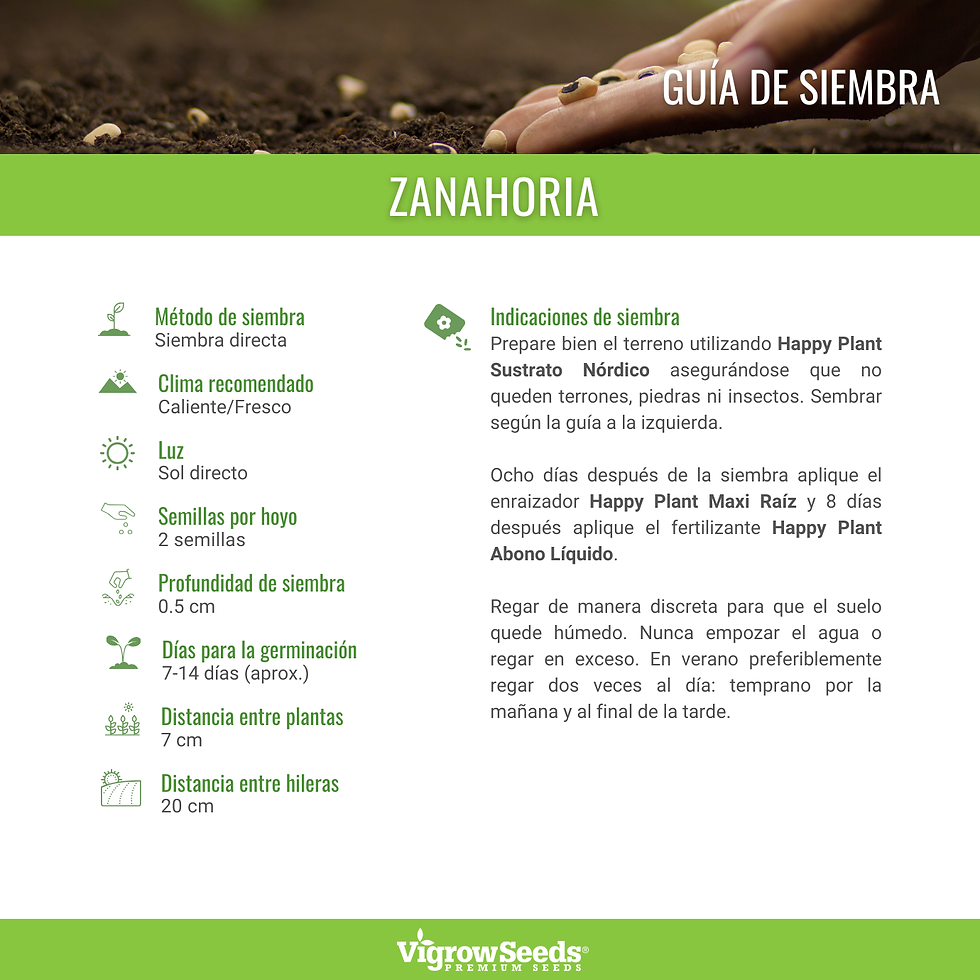 Miniatura: Vigrow Seeds Zanahoria
