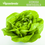 Miniatura: Vigrow Seeds Lechuga Mantequilla