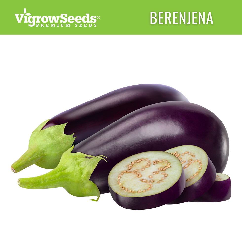 Miniatura: Vigrow Seeds Berenjena