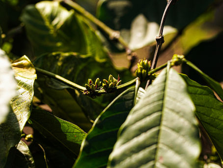 British Influence on the Foundation of the Indian Tea and Coffee Industry