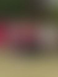 The C3 Eco Excellence in School Award is presented to Chiltern Primary School