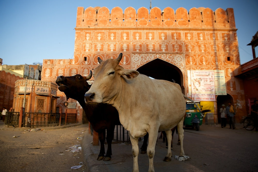 Jaipur, an open zoo!