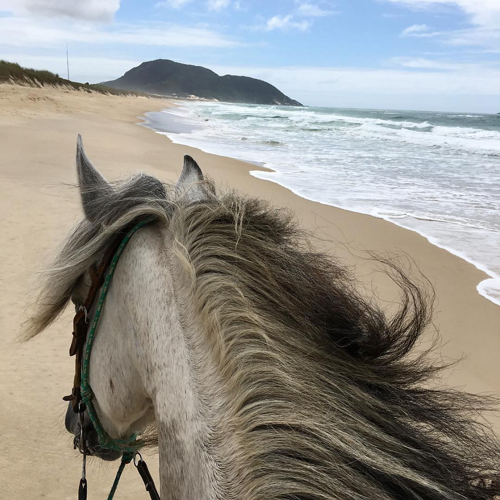 Passeios a cavalo na praia