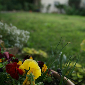 Un si charmant jardinet