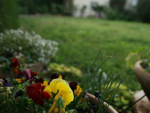 Weed Prevention and Lawn Protection