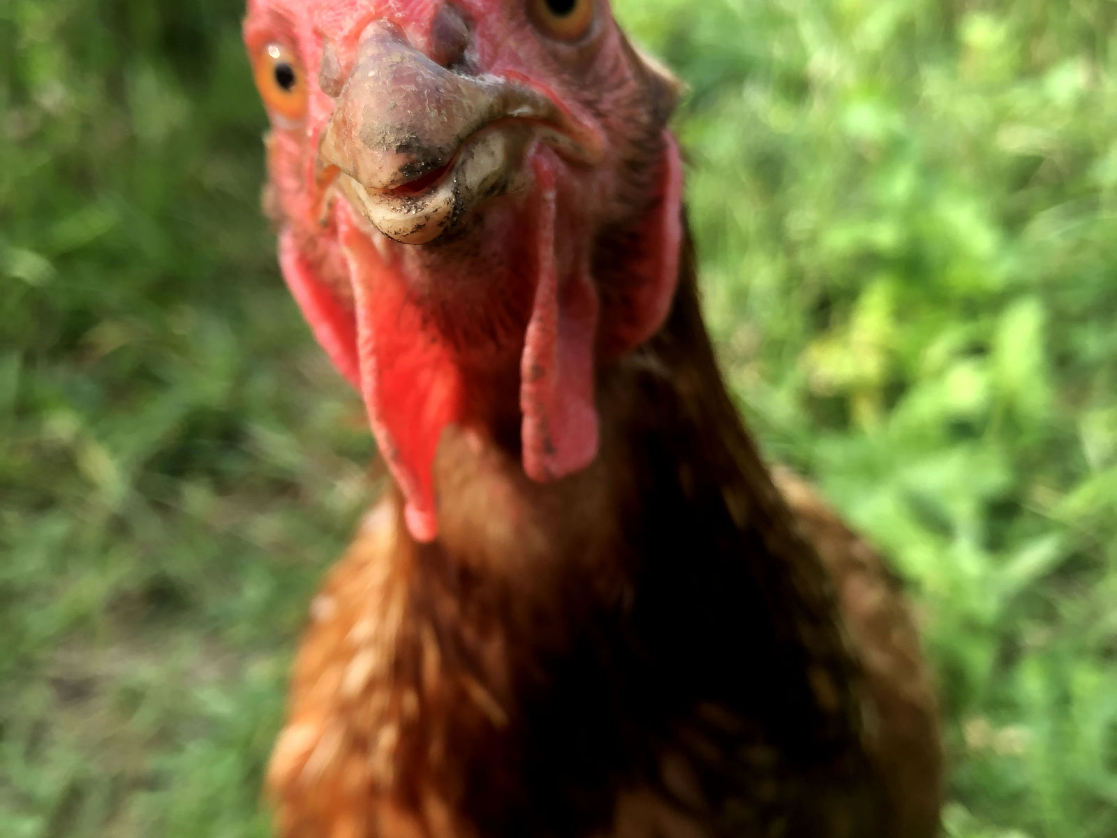 OrgaNick Pastures photo 10