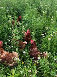 Frolicking in pasture