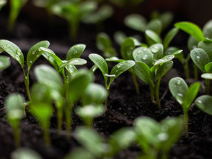 5 Steps to integrate Sustainability into the Core Business