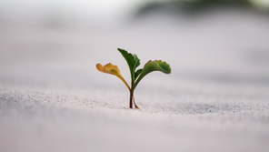The power of Growth Mindset in business transformation