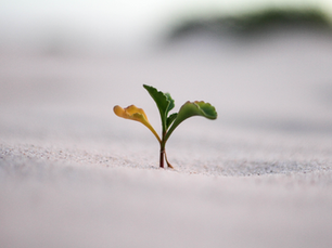 The power of Growth Mindset in business transformation