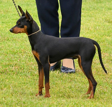 Pinscher Doberman German Shepherd Pitbull Mix Pinscher Shepherd