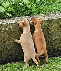 Pups 2020.jpeg