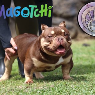 Okalani Hawaii Tamagotchi 13.jpg