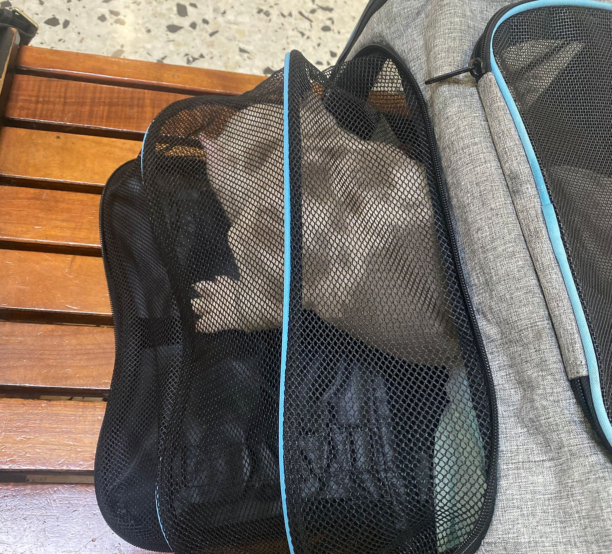 Transporte de cachorros Okalani