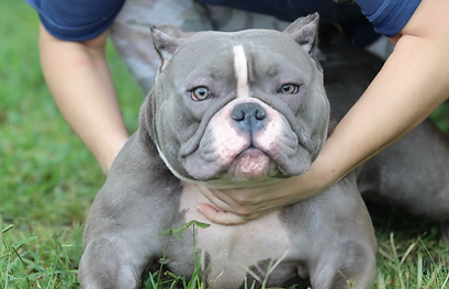 Okalani's Maikalani 7.jpg