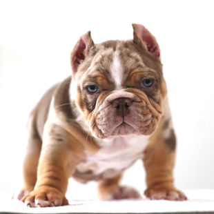 Bao production 12.JPG