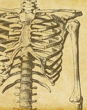 Human Skeleton Sketch