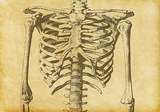 Human Skeleton Sketch