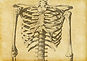 Human Skeleton Sketch