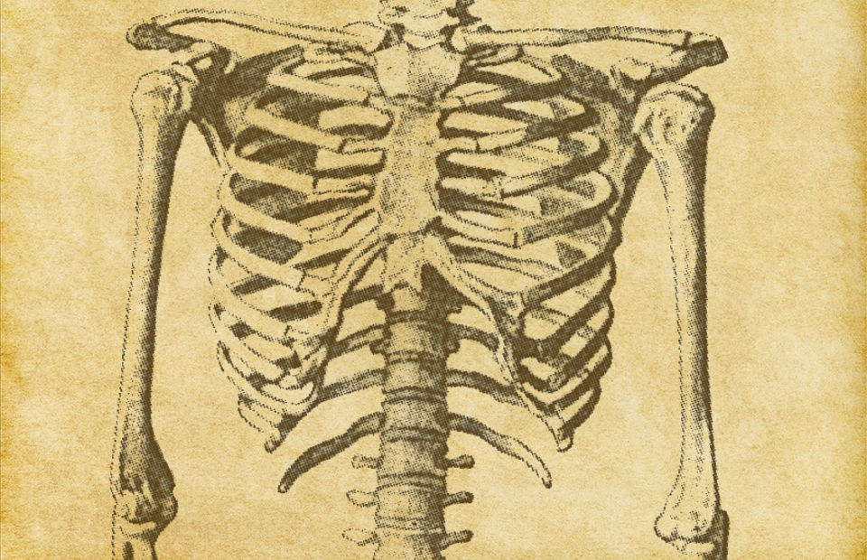 Menschliches Skelett Skizze