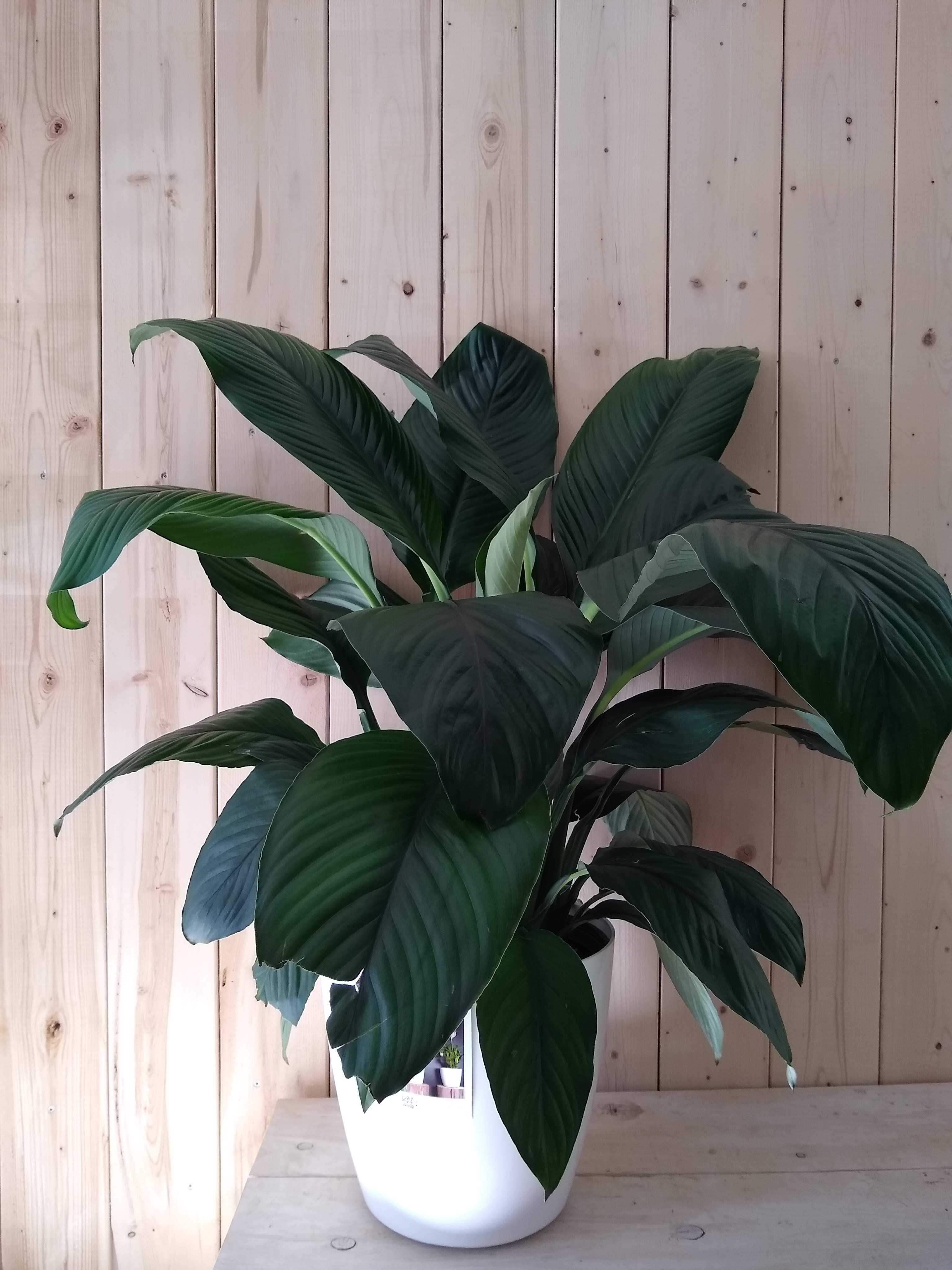 Spathiphyllum
